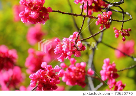 在川越市川地區內開花 在川越市川地區內開花 73630770