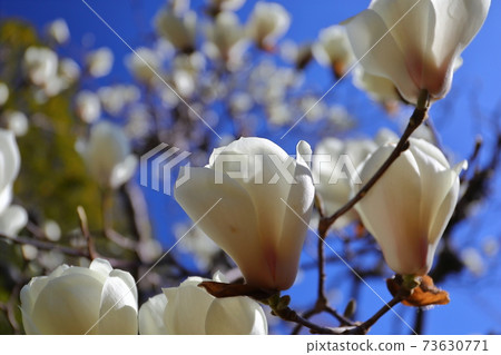 川越市Chuin周邊的花Mokuren 川越市Chuin周邊的花Mokuren 73630771