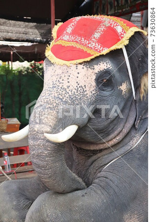 Thai Ayutthaya elephant Thai Ayutthaya elephant 73630864
