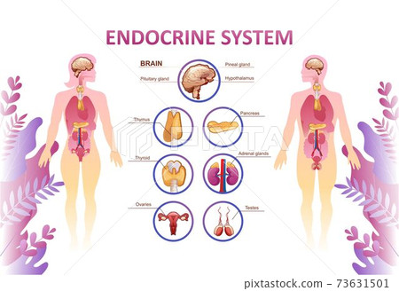 human endocrine system organs poster human endocrine system organs poster 73631501