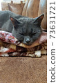 fluffy cat is sleeping sweetly on a soft plaid 73631721