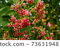 Closeup of Red Rangoon Creeper Flowers. Quisqualis indica. Combretum indicum. Chinese honeysuckle. 73631948