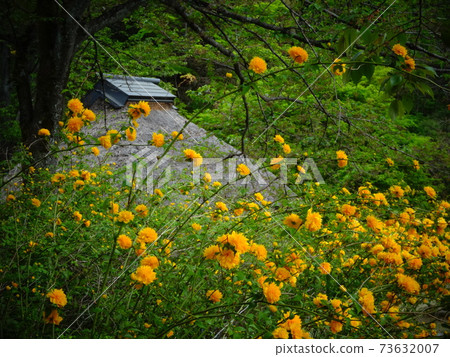 Yamabuki branch with an old folk house in the background 112 73632007