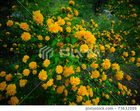 Bright yellow Yamabuki flower (slightly pulled) 111 73632008