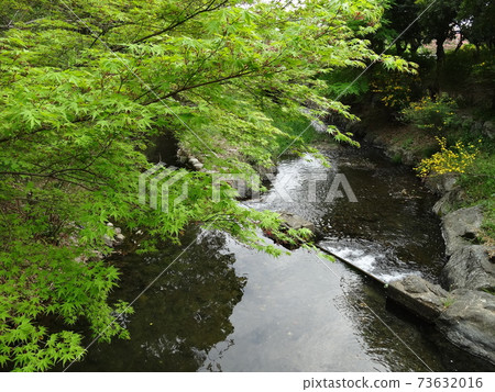 The flow of the valley where the blue maple shines 085 73632016