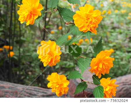 明亮的黃色Yamabuki花(6張以上)039 明亮的黃色Yamabuki花(6張以上)039 73632024