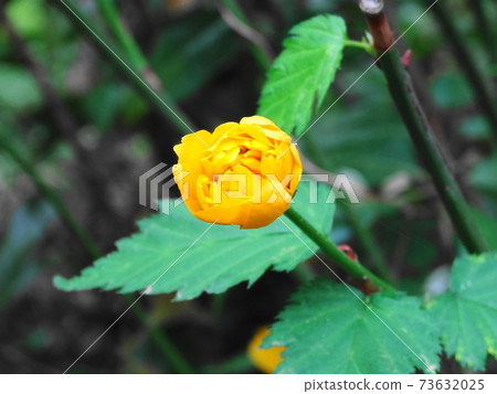 明亮的黃色山形花（上芽）028 73632025