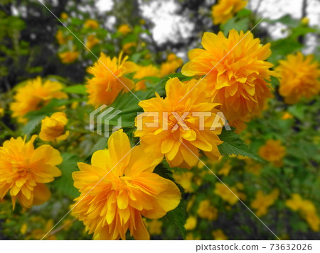 明亮的黃色Yamabuki花(3輪向上)025 明亮的黃色Yamabuki花(3輪向上)025 73632026