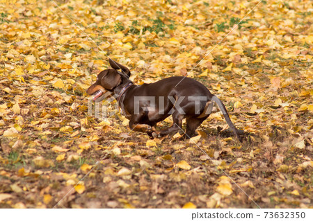 Cute dachshund puppy is running on yellow foliage. Cute dachshund puppy is running on yellow foliage. 73632350