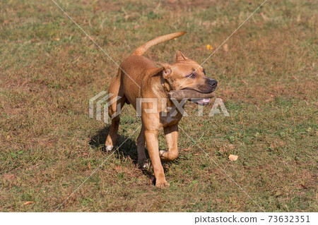 American pit bull terrier puppy in autumn park. American pit bull terrier puppy in autumn park. 73632351