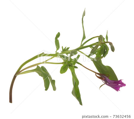 Red ribbons, Clarika concinna isolated on white background Red ribbons, Clarika concinna isolated on white background 73632456