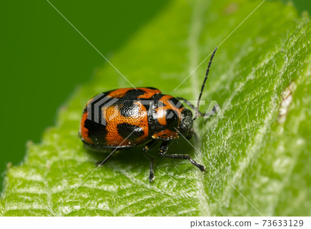 6-spotted pot beetle, Cryptocephalus sexpunctatus on leaf 73633129