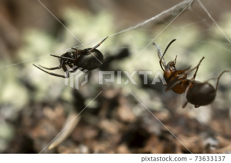 Closeup of a tangle-web spider, Theridiidae with caught wood ant 73633137