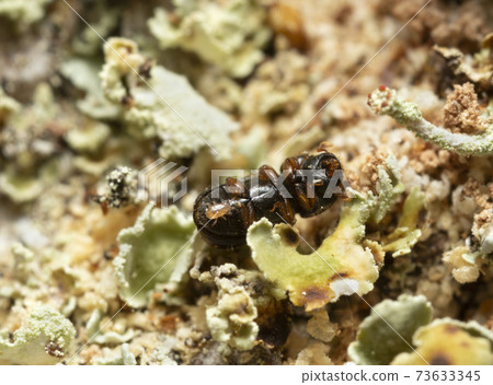 Underside of a bark beetle with a parasite  73633345