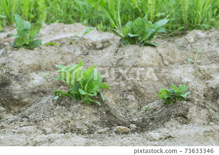 Earth up potato plants 73633346