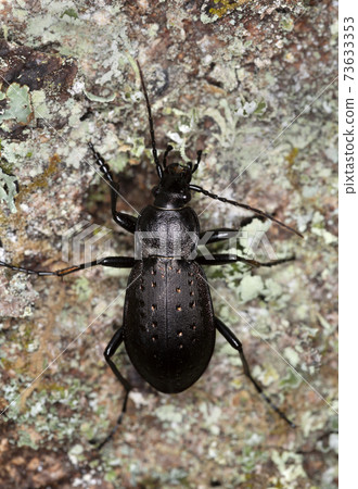 Ground beetle, carabus hortensis on wood Ground beetle, carabus hortensis on wood 73633353