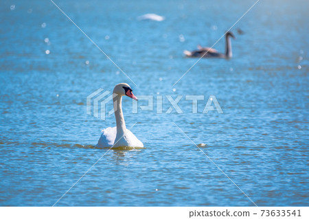 Graceful white Swan swimming in the lake, swans in the wild 73633541