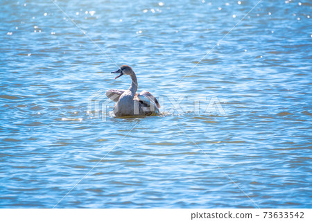 A young brown coloured white swan swims on the water. Portrait of a young gray swan swimming on a lake. A young brown coloured white swan swims on the water. Portrait of a young gray swan swimming on a lake. 73633542
