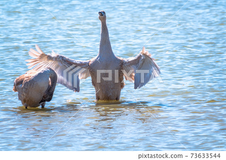 A young brown coloured white swan flaps its wings on the water. 73633544