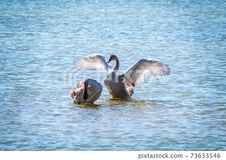 A young brown coloured white swan flaps its wings on the water. A young brown coloured white swan flaps its wings on the water. 73633546