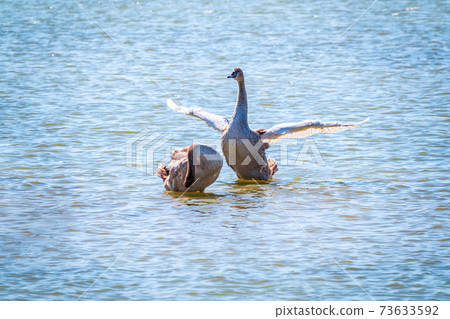 A young brown coloured white swan flaps its wings on the water. A young brown coloured white swan flaps its wings on the water. 73633592