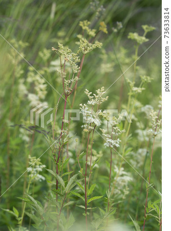 Blossoming meadowsweet, Filipendula ulmaria in natural environment Blossoming meadowsweet, Filipendula ulmaria in natural environment 73633814
