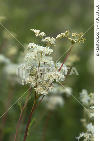 Closeup of blossoming meadowsweet, Filipendula ulmaria 73633816