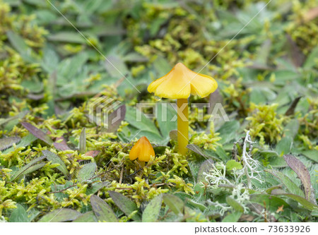 Conical wax cap, Hygrocybe conica growing in natural environment Conical wax cap, Hygrocybe conica growing in natural environment 73633926