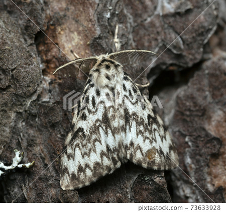 Nun moth, Lymantria monacha resting on pine bark, this moth can be a pest on forests Nun moth, Lymantria monacha resting on pine bark, this moth can be a pest on forests 73633928
