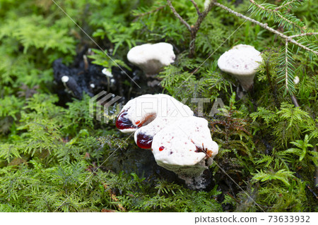 Bleeding tooth fungus, Hydnellum peckii growing among moss Bleeding tooth fungus, Hydnellum peckii growing among moss 73633932