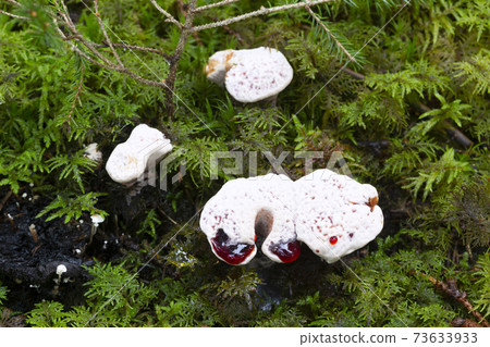 Bleeding tooth fungus, Hydnellum peckii growing among moss Bleeding tooth fungus, Hydnellum peckii growing among moss 73633933