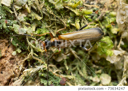 Soldier beetle, Podabrus alpinus on lichen Soldier beetle, Podabrus alpinus on lichen 73634247