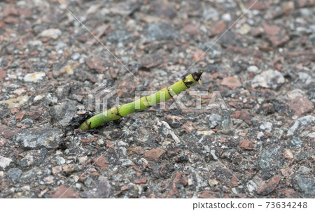 Horsetail, Equisetum plant growing out of asphalt Horsetail, Equisetum plant growing out of asphalt 73634248