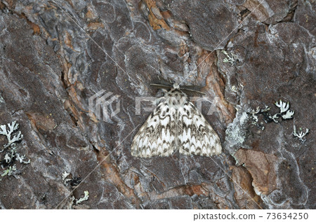 Nun moth, Lymantria monacha resting on pine bark, this moth can be a pest on forests Nun moth, Lymantria monacha resting on pine bark, this moth can be a pest on forests 73634250
