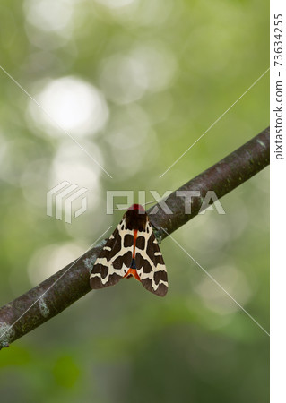 Garden tiger moth, Arctia caja resting on birch twig, reflections in the background 73634255