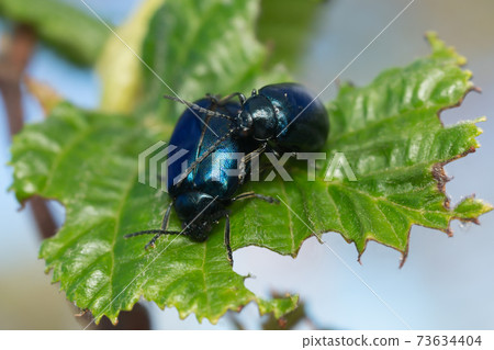 Mating behavior of alder leaf beetles, Agelastica alni 73634404