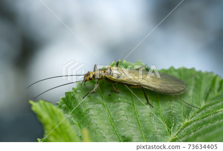 Stonefly on leaf, macro photo, this insect is often imitated by fly fishermen 73634405