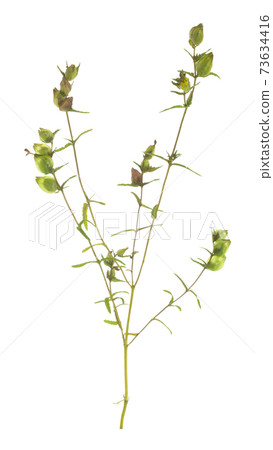 Overblown yellow rattle, Rhinanthus minor plant isolated on white background 73634416