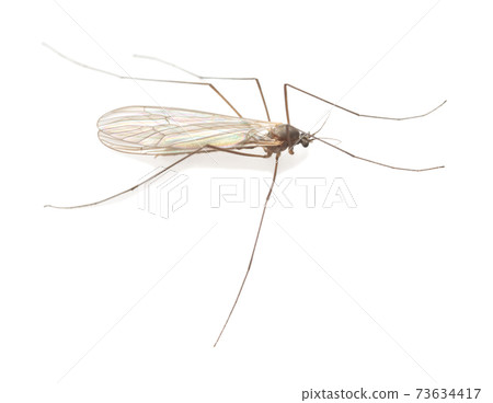 Winter gnat, Trichocera isolated on white background 73634417