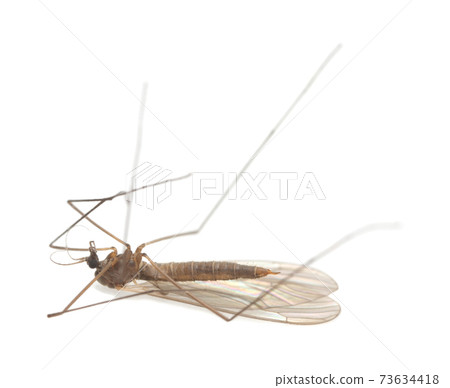 Winter gnat, Trichocera isolated on white background 73634418