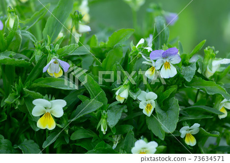 Blooming heartsease, Viola tricolor plants with dew photographed early morning Blooming heartsease, Viola tricolor plants with dew photographed early morning 73634571