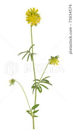Common kidneyvetch, Anthyllis vulneraria isolated on white background 73634574