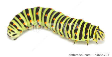 Old world swallowtail, Papilion machaon larva isolated on white background 73634705