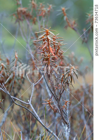 Marsh labrador tea, Rhododendron tomentosum plant in autumn 73634718