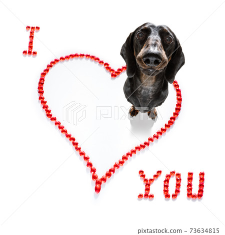 dog valentines love heart 73634815