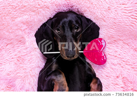happy valentines dog in bed of marshmallows 73634816