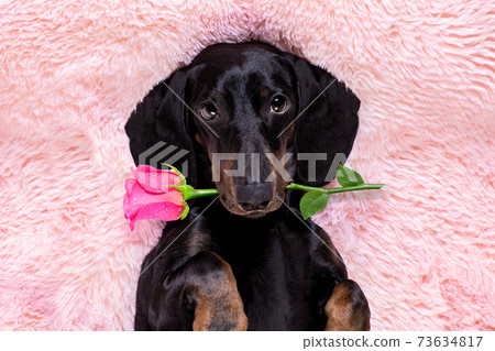 happy valentines dog in bed of marshmallows 73634817