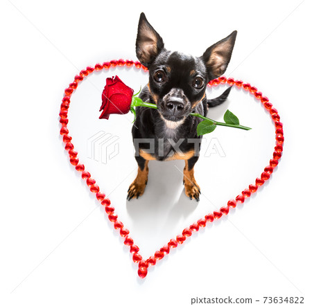dog valentines love heart dog valentines love heart 73634822
