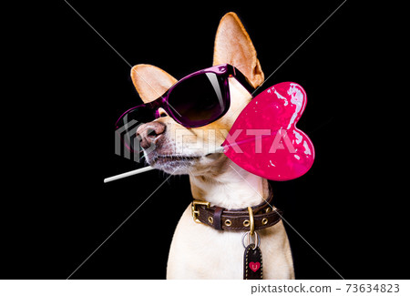 posing dog with sunglasses 73634823