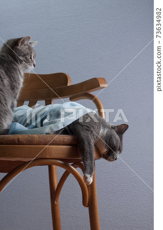 Romantic composition with a chair and cats 73634982